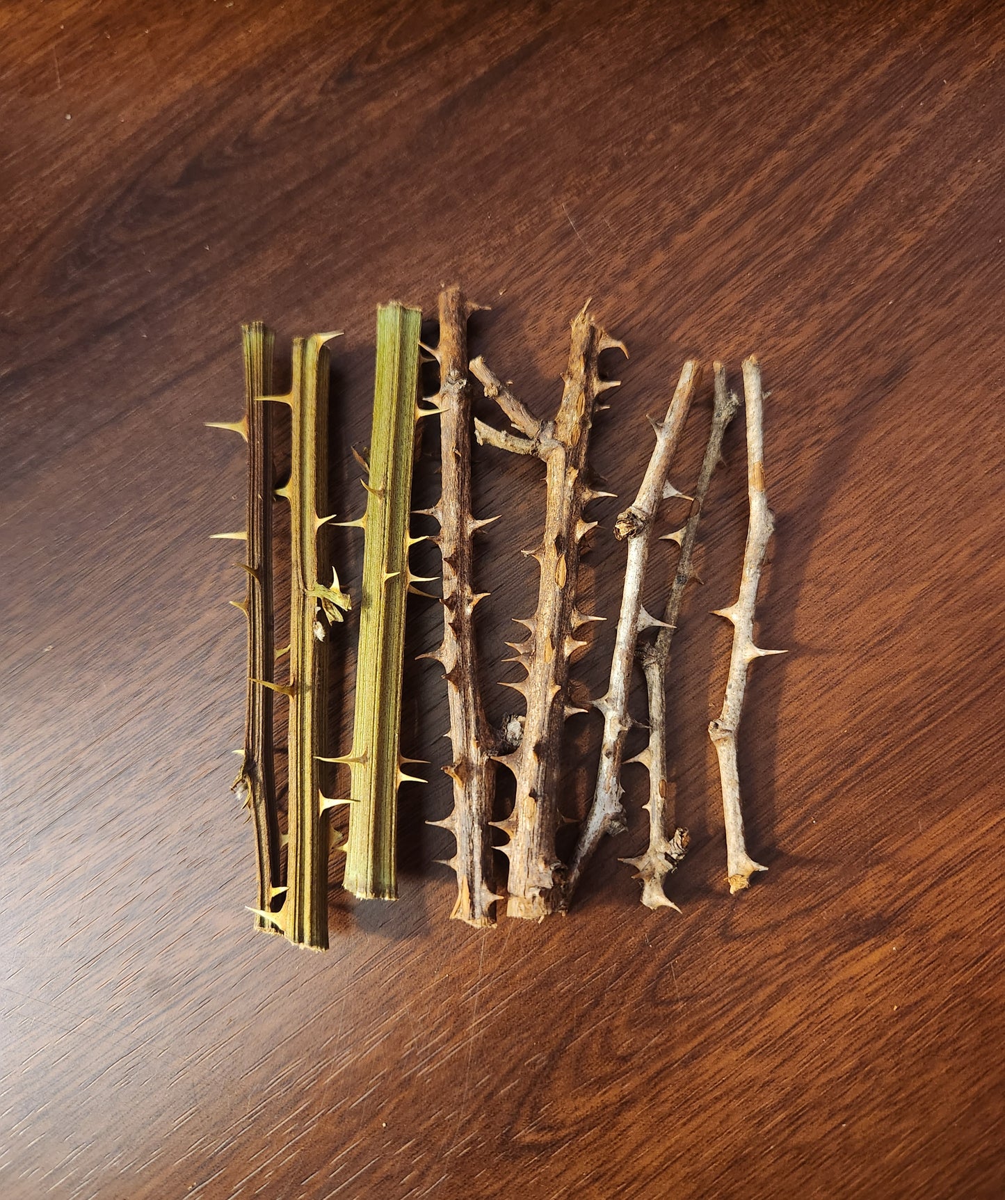 "Wall of Thorns" Spell Kit
